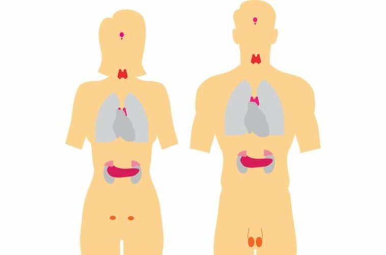 pituitary