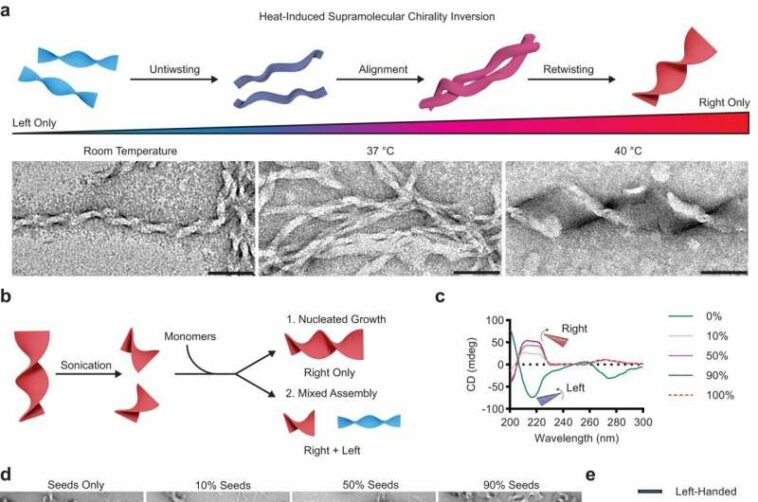 Researchers design new drug delivery system to reverse Alzheimer's disease impact