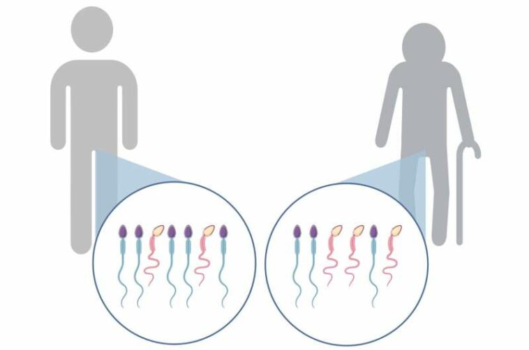 Researchers uncover new clues about links between parent age and congenital disorders