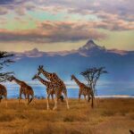 Herd of Reticulated giraffes in front of Mount Kenya