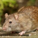 Free rat catching service for homes in Bolton as rodent infestations rise