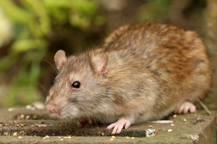 Free rat catching service for homes in Bolton as rodent infestations rise