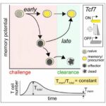 Immune cells can adapt to invading pathogens, deciding whether to fight now or prepare for the next battle