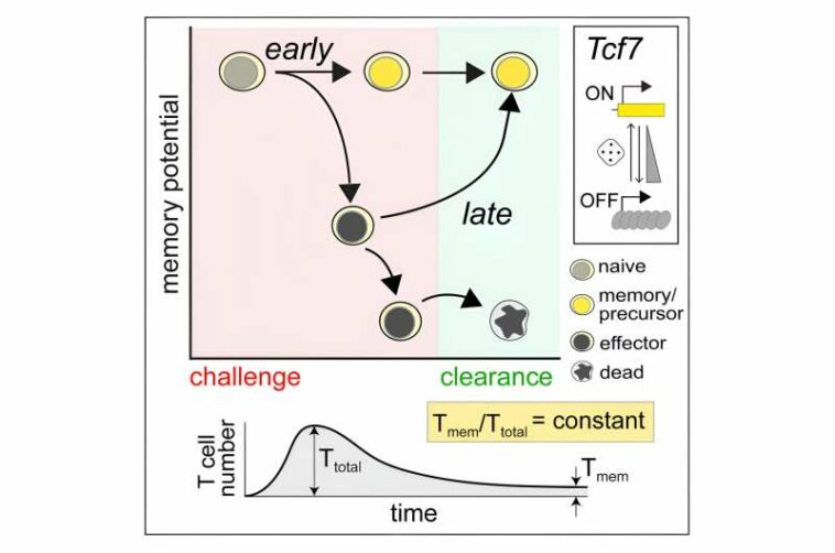 Immune cells can adapt to invading pathogens, deciding whether to fight now or prepare for the next battle