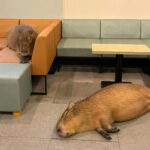 Capaybara's asleep in a cafe in Japan