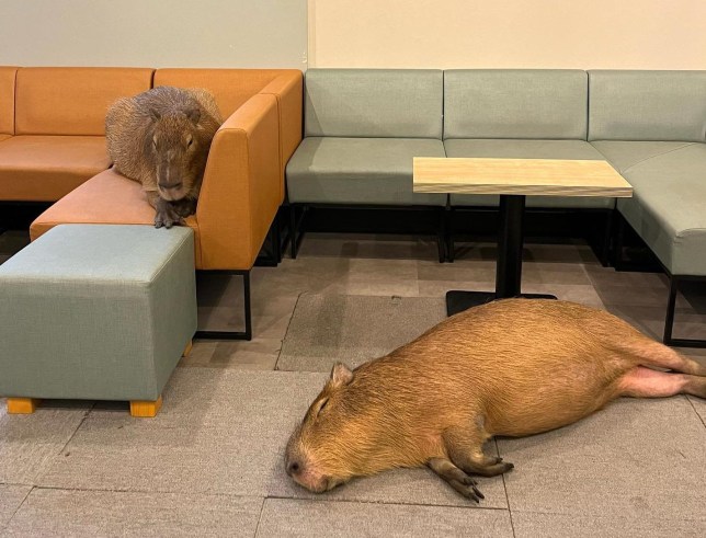 Capaybara's asleep in a cafe in Japan