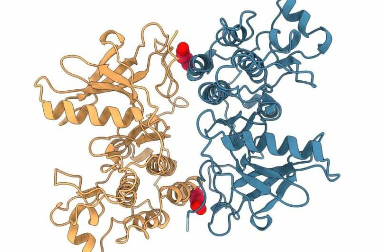 Scientists identify Achilles heel of lung cancer protein