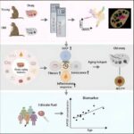Aging hallmarks of the primate ovary revealed by spatiotemporal transcriptomics