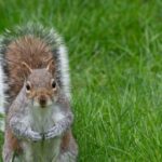 Government Urged To Boost Support For Killing 'Menace' Grey Squirrels
