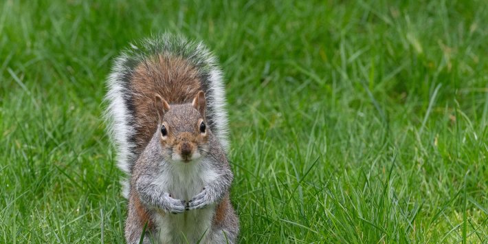 Government Urged To Boost Support For Killing 'Menace' Grey Squirrels