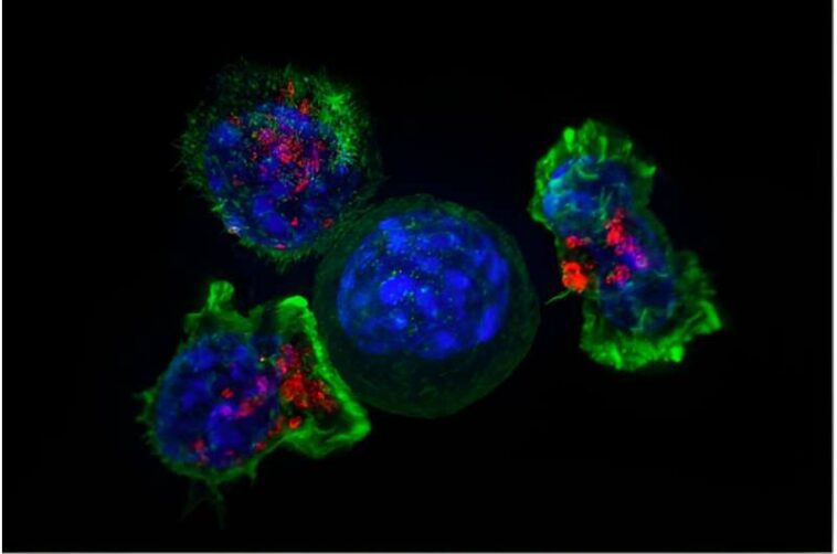 Microscopes reveal a frozen moment in cellular time—a new method records cells as they work