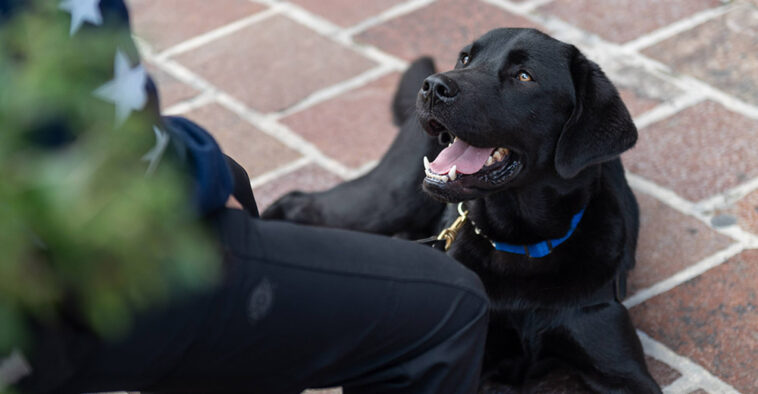 K9 for warriors service dog