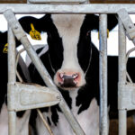 Scientists Fault Federal Response to Bird Flu Outbreaks on Dairy Farms