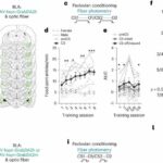 Study finds that dopamine projections to the amygdala contribute to encoding identity-specific reward memories