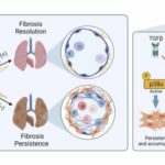 Study reveals potential to reverse lung fibrosis using the body's own healing technique