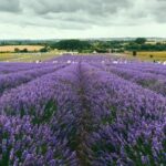 Landscape view of Hitchin lavender farm and visitors