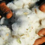 Zara Owner Inditex Demands Clarity From Cotton Certifier Accused of Standard Breaches