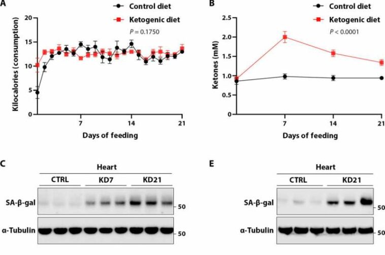 A long-term ketogenic diet accumulates aged cells in normal tissues, new study shows