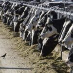 Bird flu virus detected in beef from an ill dairy cow, but USDA says meat remains safe