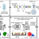 Cancer researchers discover optimal cancer-killing T cells