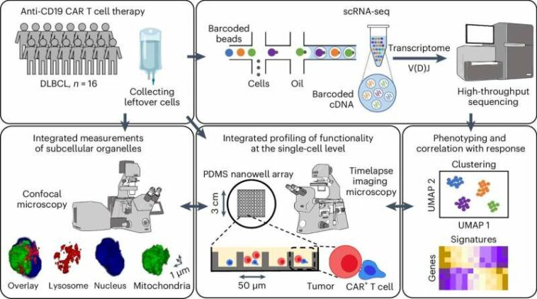 Cancer researchers discover optimal cancer-killing T cells