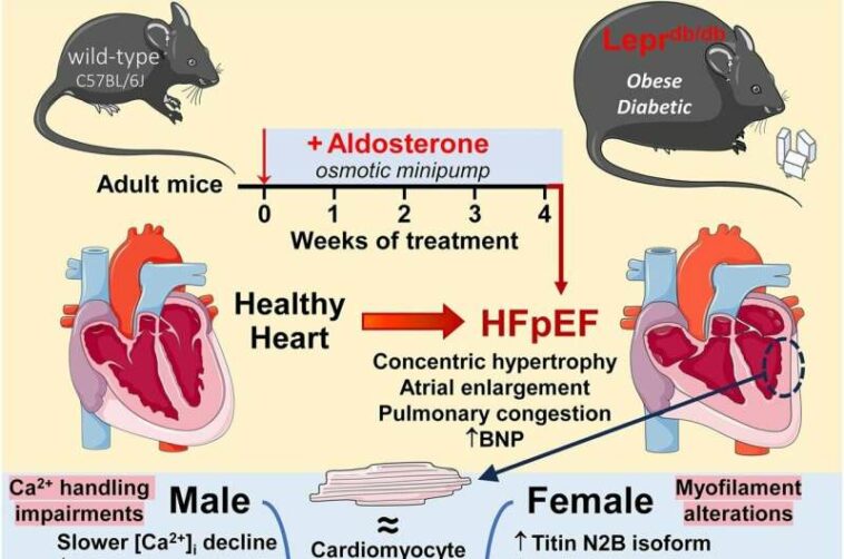 Cause of common type of heart failure may be different for women and men