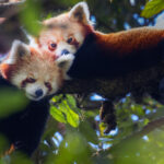 How India is racing against time to save the endangered red panda