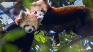 How India is racing against time to save the endangered red panda