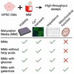 Improving models to study the human heart