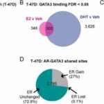 More research supports androgen treatment for breast cancer