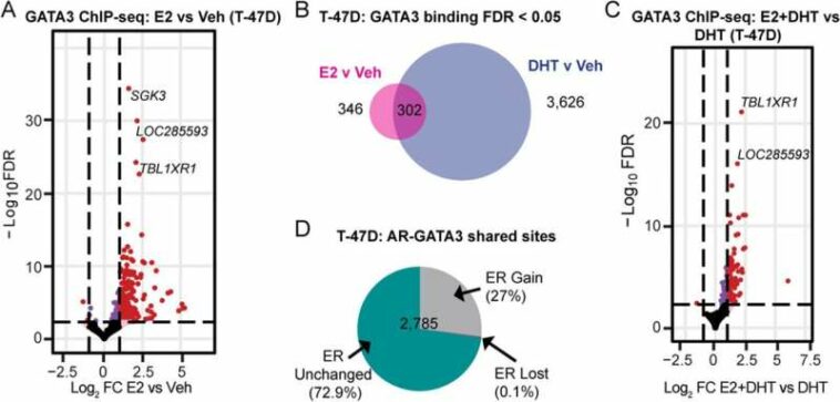 More research supports androgen treatment for breast cancer