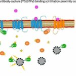 New avenues to developing personalized treatments for schizophrenia