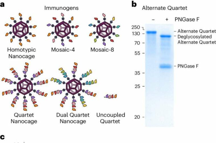 New vaccine could protect against coronaviruses that haven't even emerged yet