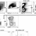 Penn Researchers Develop Experimental mRNA Avian Flu Vaccine