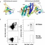 Researchers take step toward development of universal COVID-19 antibodies