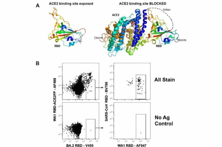 Researchers take step toward development of universal COVID-19 antibodies