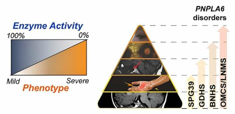 Scientists unravel genetic basis for neurodegenerative disorders that affect vision