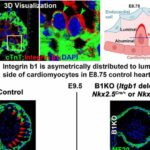 Discovery unveils key to heart development in womb, unravels cause of spongy heart disease