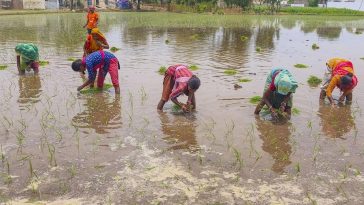 Farmers, Farmer, agriculture