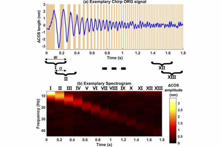 The f-ORG technique will detect the smallest changes in human photoreceptors