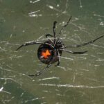 black widow spider