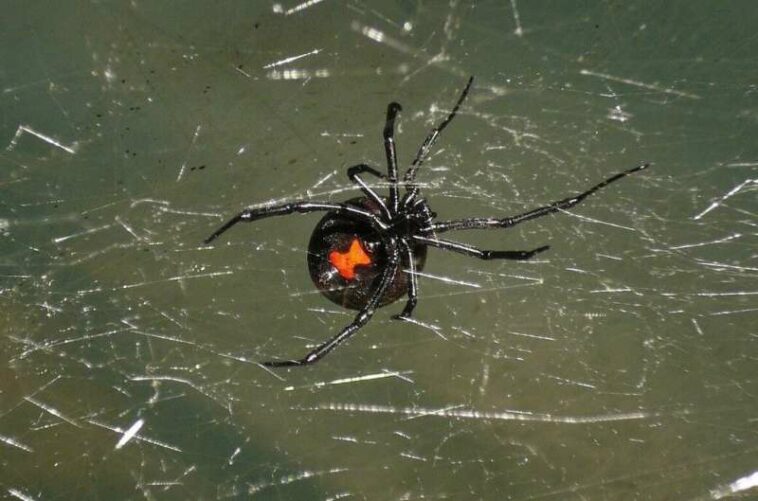 black widow spider