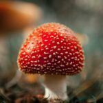 Unregulated sales of a toxic and hallucinogenic mushroom endanger public health