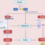 Dietary pyruvate targets cytosolic phospholipase A2 to mitigate inflammation and obesity in mice