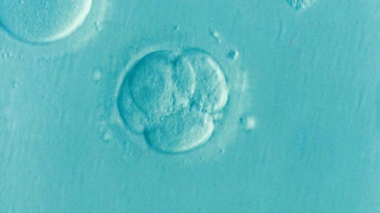 embryo