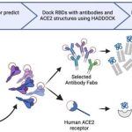 Mutations of the spike gene do not predict the severity of variants of SARS-CoV-2