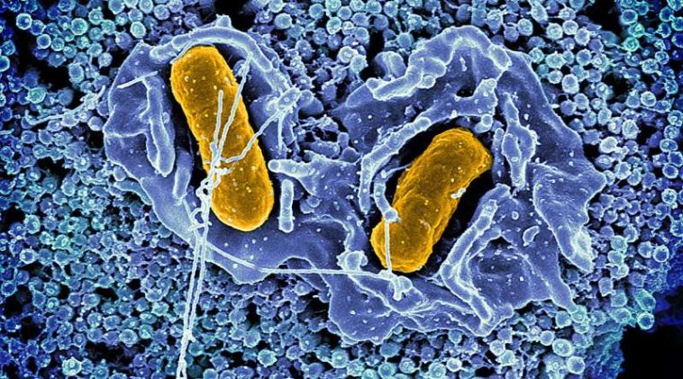 Rising antimicrobial resistance in certain Salmonella serovars isolated from retail chicken meat