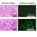 Scientists create first mouse model with complete, functional human immune system