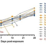 Scientists developing a monoclonal antibody to neutralize Nipah virus one of the deadliest zoonotic pathogens