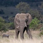 South Africa: Spanish tourist trampled by elephant herd